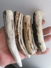 284.KNIFE HANDLE MATERIAL.ELK HORN BLANKS.EUROPEN ELK(NATURAL).