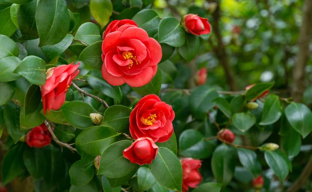 Japanes Camellia Tree Seeds for Planting (5 Seeds) - Camellia Japonica -  Stunnin | eBay