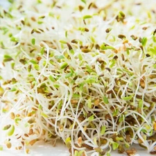 1500+ Alfalfa Sprouting Seeds | NON-GMO | ORGANIC - USA