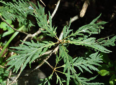 Quercus robur form PECTINATA - English oak | Pedunculate oak