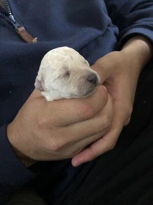 Kelpie In Coffs Harbour Region Nsw Dogs Puppies Gumtree