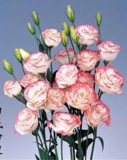 20 SEEDS white/pink LISIANTHUS Prairie Gentian Eustoma flower bed USA Seller