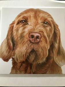 Waggy Dogz Wire Haired Hungarian Vizsla Dog Print Card Blank By
