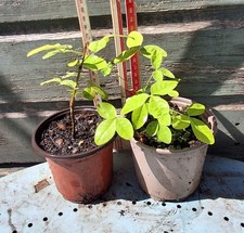 2x Laburnum Anagyroides Golden Chain Tree Plant  in a