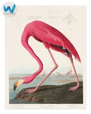 Affiche American Flamingo James Audubon Bird Wall Art - 12X16/16X20/18X24/24X36