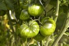 Green Zebra Tomato Seeds, Bi Colored, NON GMO, Tomate Cebra Verde, FREE SHIP