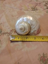 Large All Natural Turbo Marmoratus Mother Of Pearl Seashell Vintage 4"