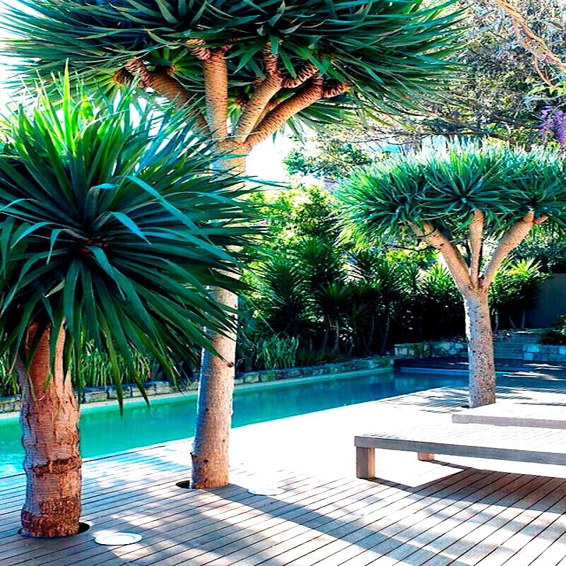 10 Dragon's Blood Tree Seeds (Dracaena draco) Exotic Canary Island