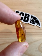 Baltic Amber With insect Inclusion. 100% Real, No Fakes. Uk Seller 🇬🇧