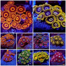 10x Frag Pack Premium Zoanthid Polythoa