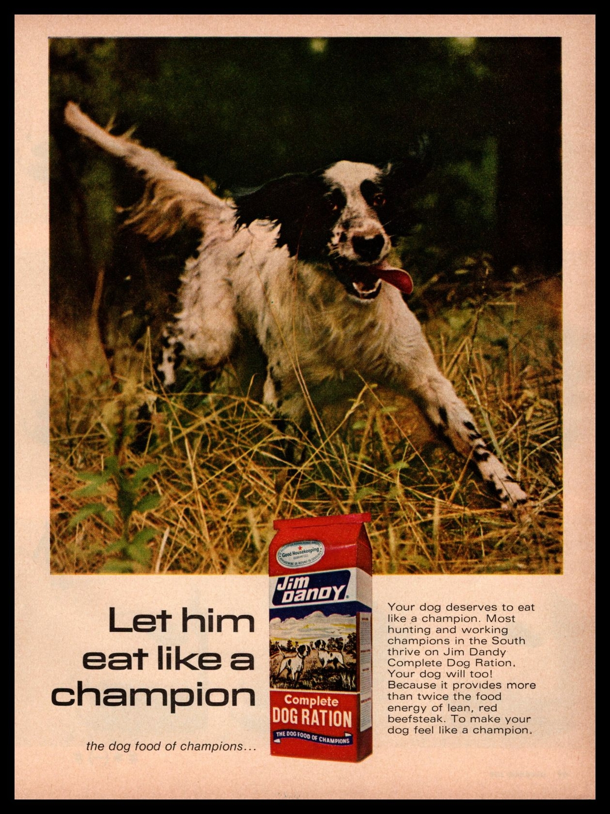 English Setter Hunting Dog Print Ad