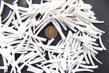 1 LB WHITE NATURAL AWESOME RARE SMOOTH WHITE DENTALIUM SHELLS NATIVE