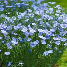 Blue Flax Seeds for Planting - Blue Wildflower