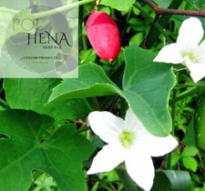 Ivy Gourd Leaves Dried Ivy Gourd Leaf 1 oz Herb Scarlet Gourd Organic Ceylon Tea