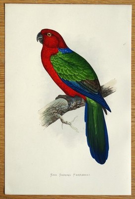 Antiker Papageien Druck ROTER LEUCHTENDER SITTICH Original grüner Vogel Gravur 1884