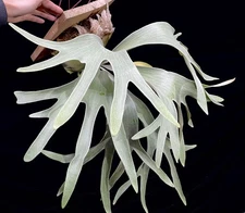 Platycerium Paul Vespa