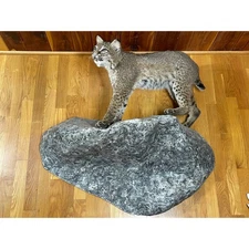 Full Size American Bob Cat Taxidermy Mount on faux rock. Life size. 