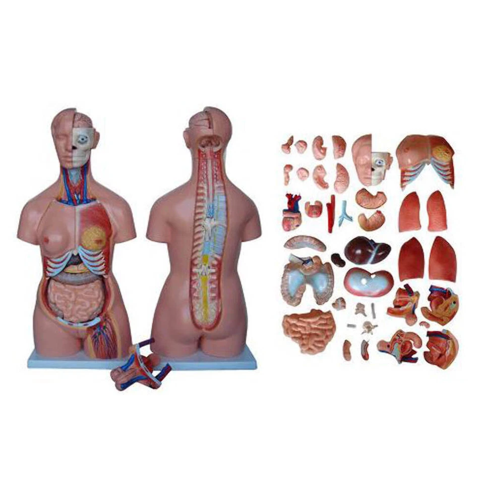 66fit™ Anatomical Torso - 40 Parts - 85cm - Medical Training Aid