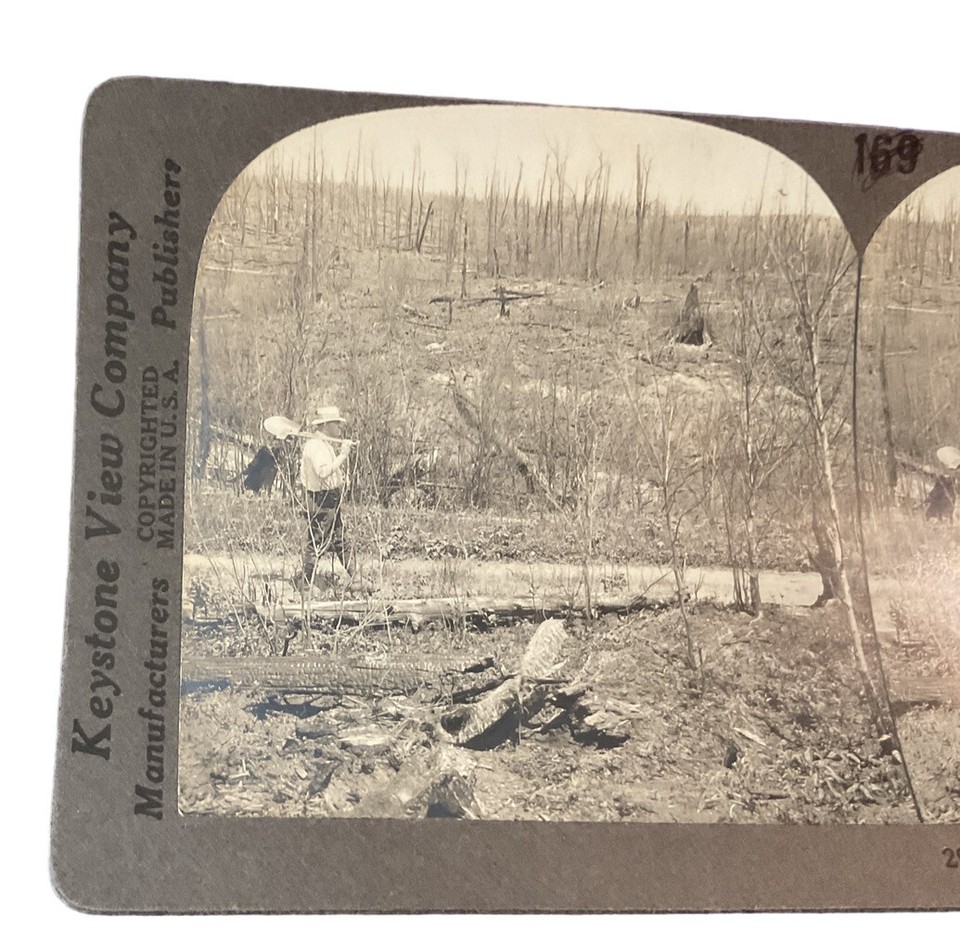 Duluth MN Timber Land Burned Cut Man Shovel Walking 1920s Keystone