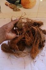 Coconut Husk  Coir Fiber  Planting Orchid Epiphites Anthuium Tropical plants