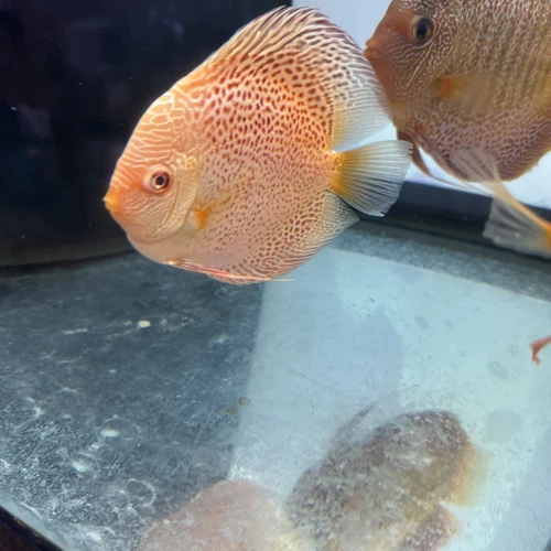 Albion leopard Discus  4.5  Inch Tropical Live Fish