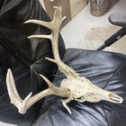 3rd pentacle Wild main frame 8 Whitetail Deer Antler  Horn European skull shed — photo 6