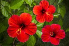 10 LUNA RED HARDY HIBISCUS Moscheutos Flower Small Bush Seeds *Flat S/H