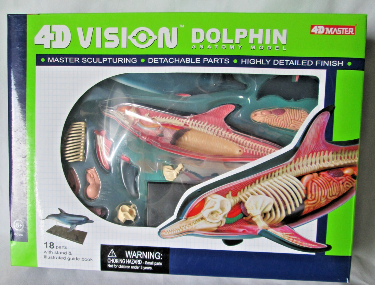 4D Master 4D Vision Dolphin Anatomy Model Ages 8+ 2008 Aquatic