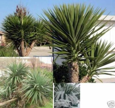 Yucca aloifolia winterharte schnellwchsige immergrne Palme fr den Garten  Deko | eBay.de