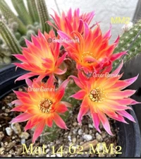 MAT 14.62.MM2 Rare Chamaecereus Lobivia Hybrids Rooted Plants Peanut Cactus
