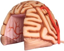 Outdoor Inflatable Brain Tunnel Tent Medical Exhibits Brain Model Replica
