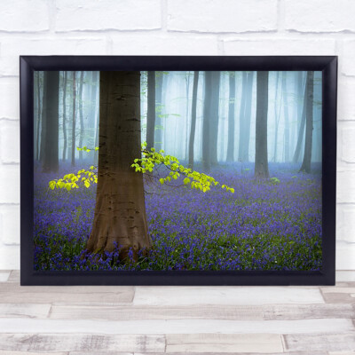 Frühling Bluebells blaue Blume Blumen Frühling Bäume Baum Wald Gras Kunstdruck