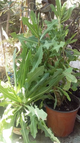 Wild lettuce PLANT, (Lactuca serriola) opium lettuce, pain relief - Picture 4 of 4