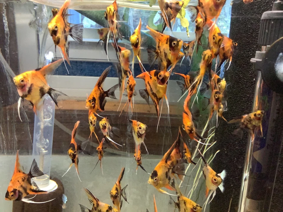 6 Juvenile Koi Angelfish fish Quarter Size Free overnight Shipping - Image 4 of 4