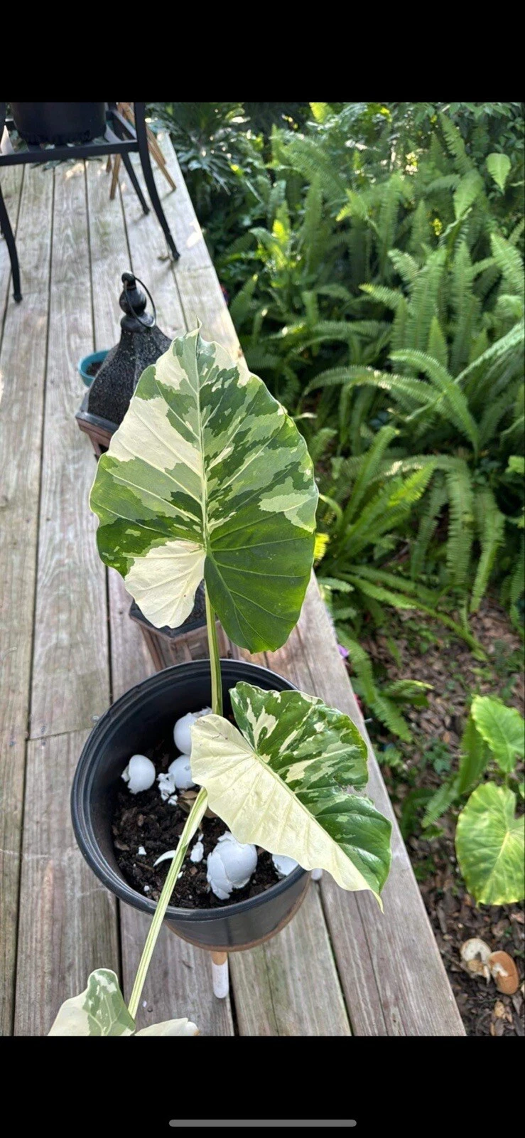 alocasia Amore variegated