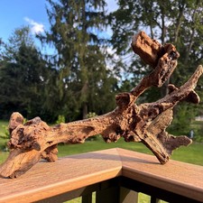 Hardwood Driftwood Skeletal Form 15x6x8.5 Dark Brown Grain with Embedded Coal
