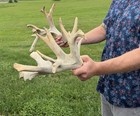 Matched Deer cut off Antlers nontypical  — photo 3