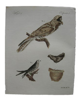 Schwalben Salangan-Schwalde Nachtschwalbe Kolor Kupferstich Bertuch 1800