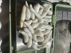 Natural Wild Tridacna White Clam Pearl   Parcel. Of. 166ct. Awesome Parcel. — photo 8