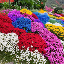 15500 Mix Magic Perennial Creeping Thyme Seeds for Planting, Thymus Serpyllum H