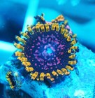 WWC Purple Monster Paly Frag Zoanthids Zoa Paly SPS LPS Corals, WYSIWYG — photo 1