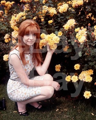 Jane Asher 10x8 Photo