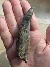 Big Megalosaurid Theropod Dinosaur Tooth Fossil Madagascar Jurassic Era 9.5cm