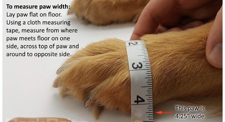 bark brite neoprene dog boots