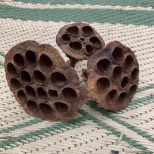 Lot Of 3 LOTUS PODS Dried Terrariums, Botanical Crafting, Florals All Natural