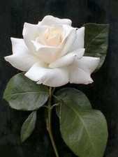 5 WHITE ROSE Rosa Bush Shrub Perennial Flower Seeds Flat S/H