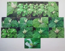 14 Lot Trinity Flower Photos Westeren Wakerobin Trillium Ovatum Photographs 4x6