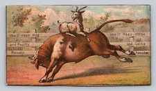 Haas Cattle Hog Poultry Remedy Goat Rides Riding Bull Burford P76