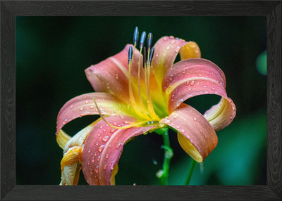 Hemerocallis fulva Gerahmtes Wandbild Poster Leinwanddruck Bild