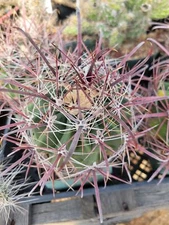 Ferocactus wislizeni (cactus - succulent - plant)